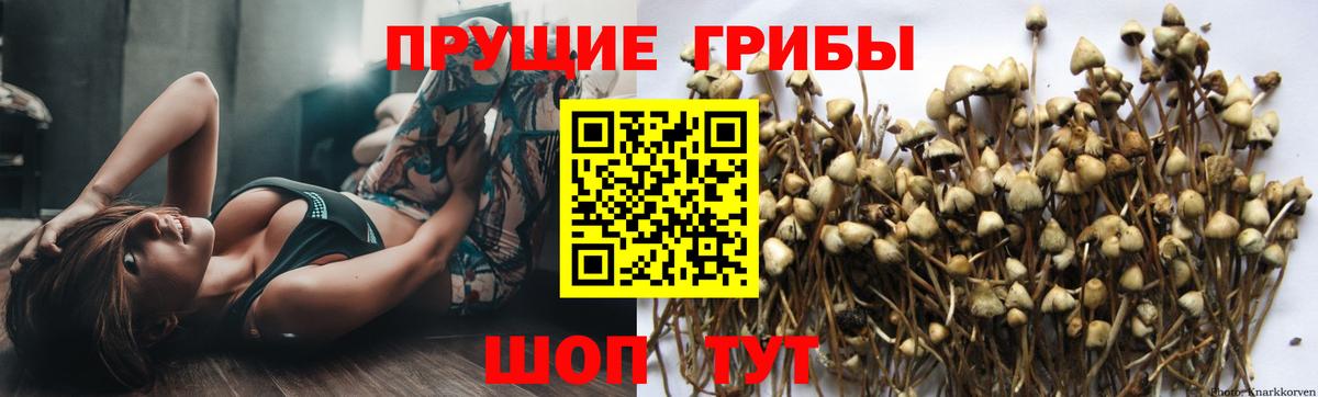 Псилоцибиновые грибы Psilocybine cubensis  Вход с VPN  Коркино 
